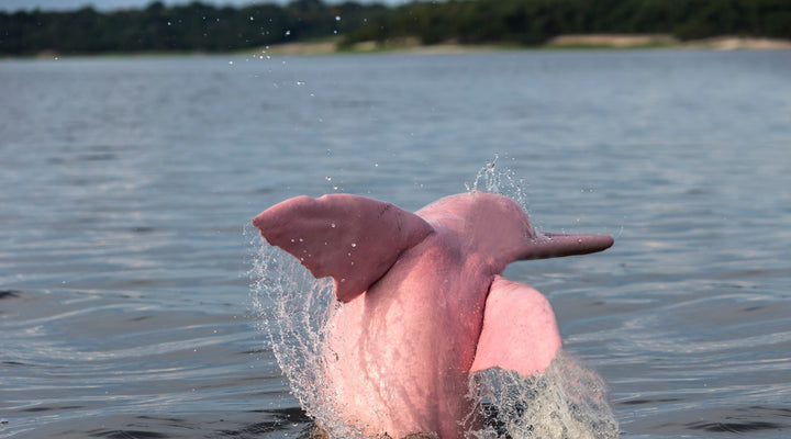 Pink Dolphins?