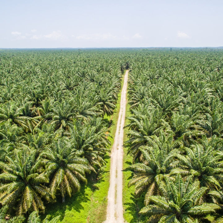 A TRUE alternative to Palm Oil?