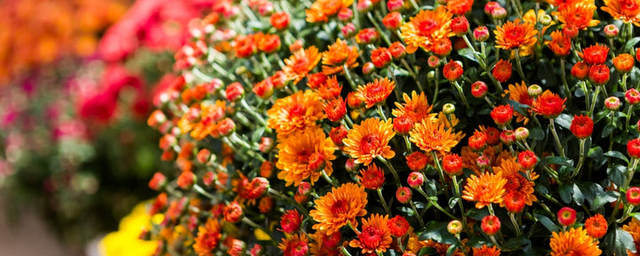 Quick tips to keep your fall mums alive!